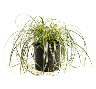Carex Feather Falls™
