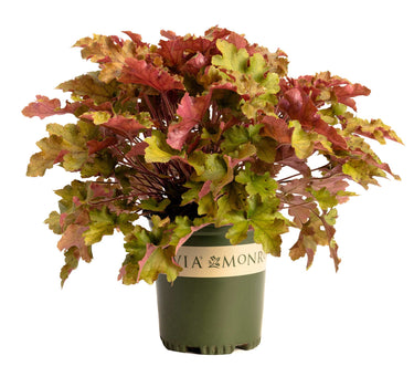 Marmalade Heuchera