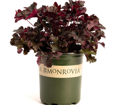 Balboa Sunset® Heuchera
