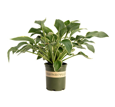 Francee Hosta