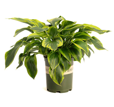 Green Patriot Hosta