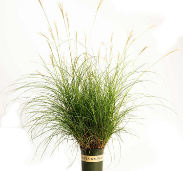 Dwarf Maiden Grass