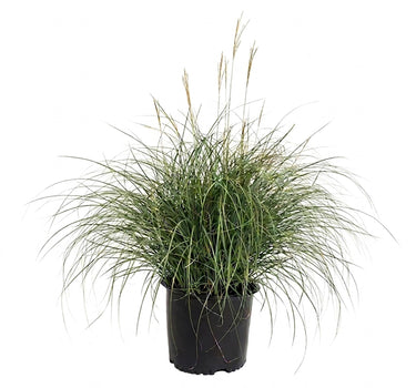 Adagio Maiden Grass
