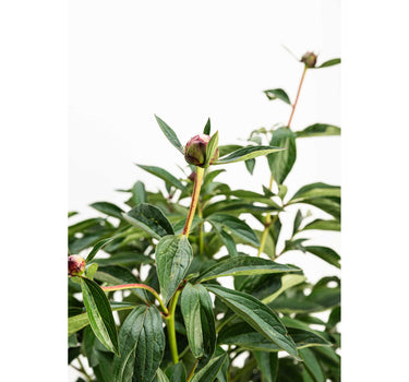 Sarah Bernhardt Peony
