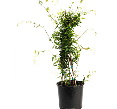Carolina Jasmine