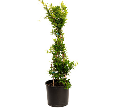 Carolina Jasmine