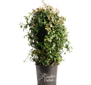 Snow-N-Summer™ Asiatic Jasmine