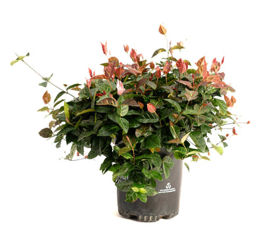 Snow-N-Summer™ Asiatic Jasmine