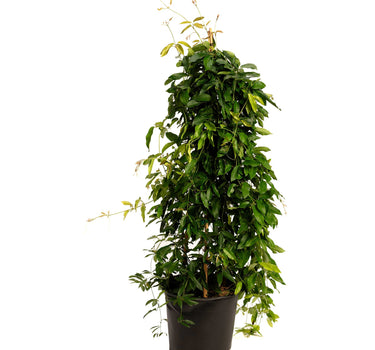 Tangerine Beauty Crossvine