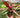 Bromeliad 'Pimiento'