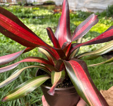 Bromeliad 'Pimiento'
