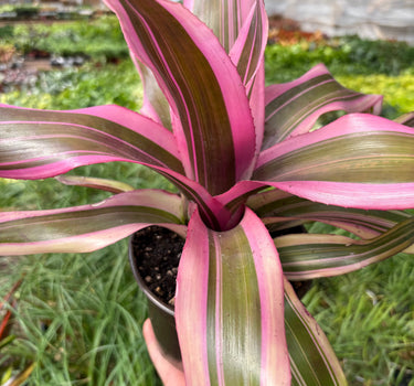 Bromeliad 'Pink Magic'