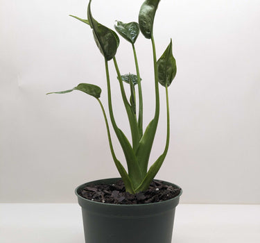 Alocasia 'Tiny Dancer' - 4" Pot