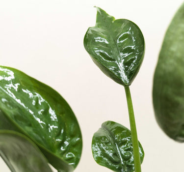 Alocasia 'Tiny Dancer' - 4" Pot