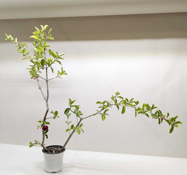 Malpighia Barbados Cherry