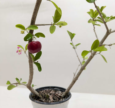 Malpighia Barbados Cherry