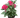 Pentas Red