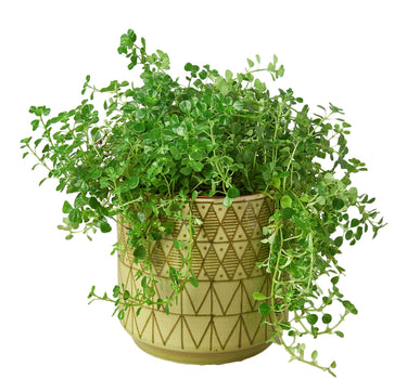 Pepe Planter - 6.5 Inch