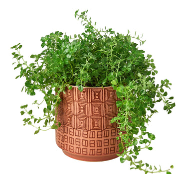 Pepe Planter - 6.5 Inch