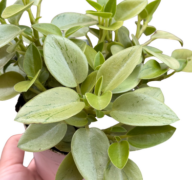 Peperomia 'Pixie Lime’