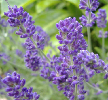 Phenomenal™ Lavender Plant