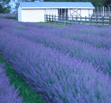 Phenomenal™ Lavender Plant