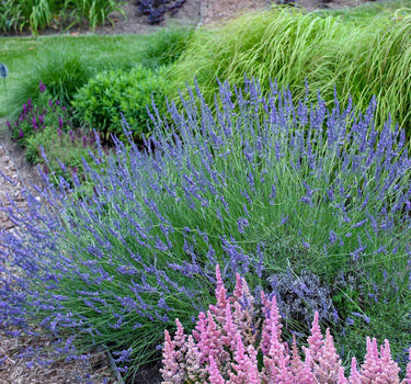 Phenomenal™ Lavender Plant
