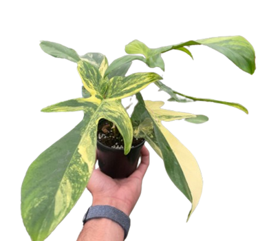 Philodendron Florida Beauty Variegated