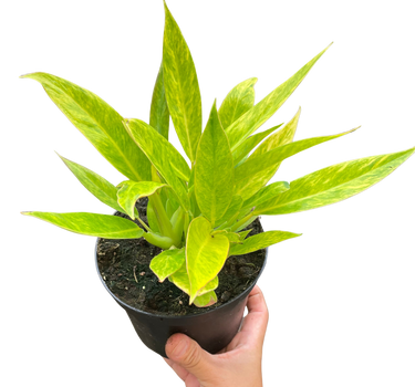 Philodendron 'Calkins Gold'