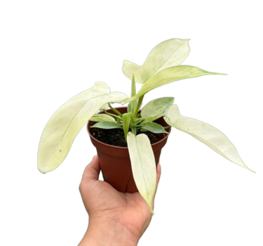 Philodendron 'Florida Ghost'