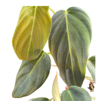 Philodendron Gigas
