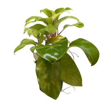 Philodendron 'Lemon Lime'