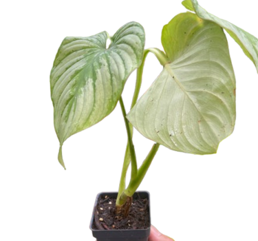 Philodendron 'Mamei'