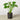 Philodendron Monstera 'Split-Leaf' - House Plant Shop
