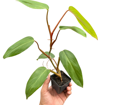 Philodendron Red Emerald