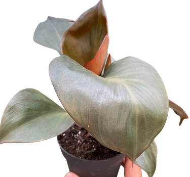 Philodendron 'Red Heart'