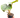Philodendron 'Serpens'