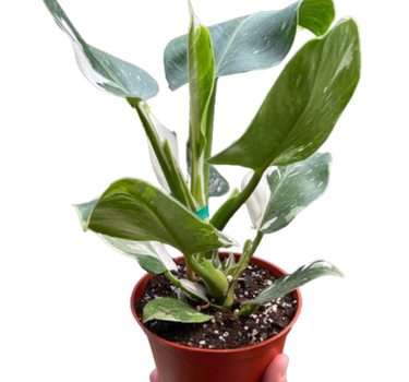 Philodendron 'White Wizard'