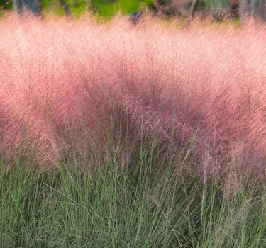 Pink Muhly Grass