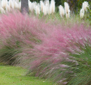 Pink Muhly Grass