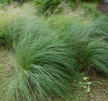 Pink Muhly Grass