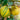 Eureka Pink Variegated Lemon Bush fruit