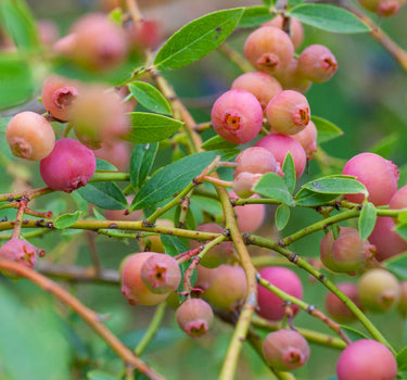 Pink Lemonade Blueberry