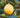 Ponderosa Lemon Tree fruit