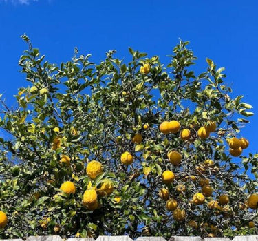 Ponderosa Lemon Tree