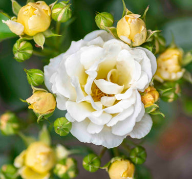 Popcorn Drift® Rose