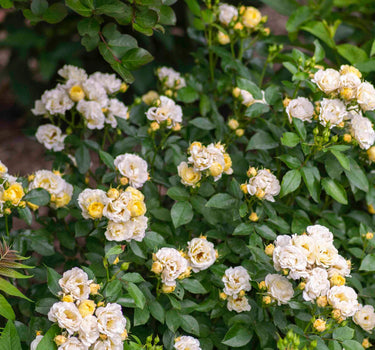 Popcorn Drift® Rose