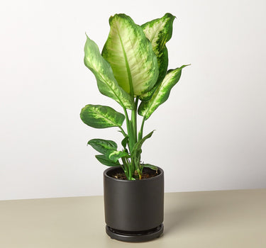 Dieffenbachia Camille 'Dumb Cane' - House Plant Shop