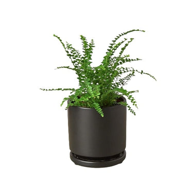 Fern 'Lemon Button'
