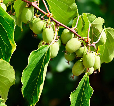 Prolific Kiwi